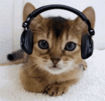 Cat wearing headphones.